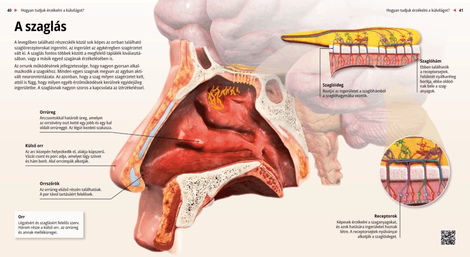 The Mechanism of Smelling