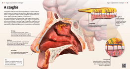 The Mechanism of Smelling