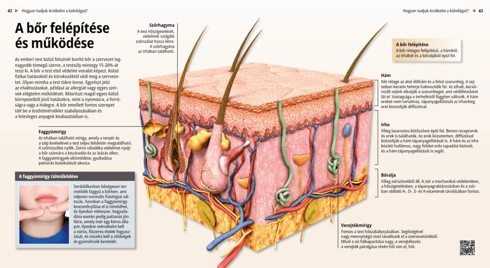The Anatomy and Functions of the Skin