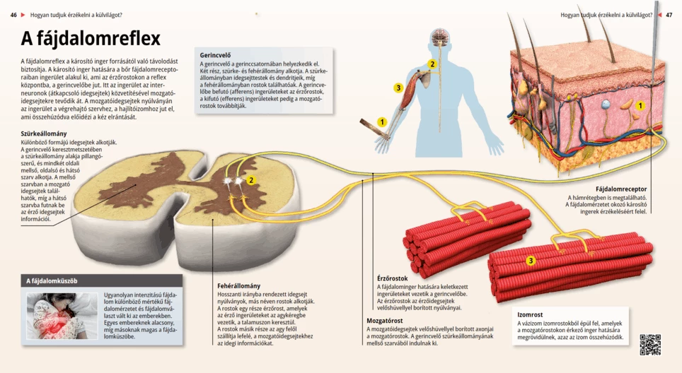 The Withdrawal Reflex