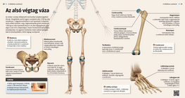 Bones of the Lower Limbs
