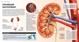 The Urinary System