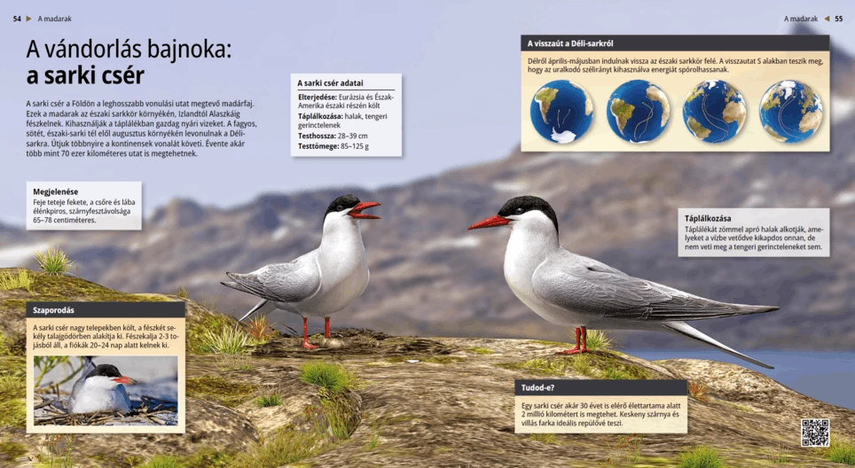 The Arctic Tern: King of Migration