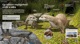 The Otter: A Super Swimmer