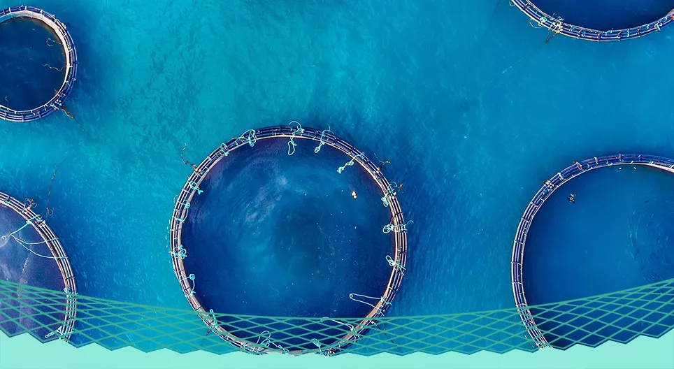 Is fish farming the solution to overfishing?