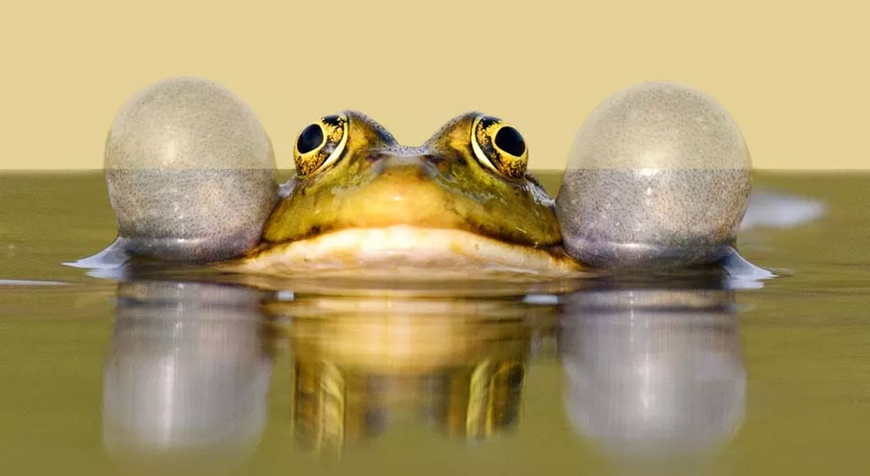 Have you ever heard the sound of a frog chorus?