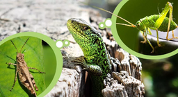 Insects vs. insectivores