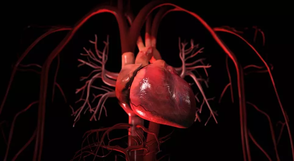 The circulatory system