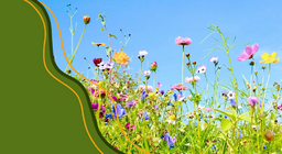 Fröväxternas livsscykel