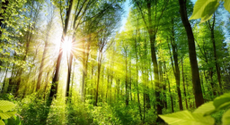 Känner du till skogens olika ansikten?