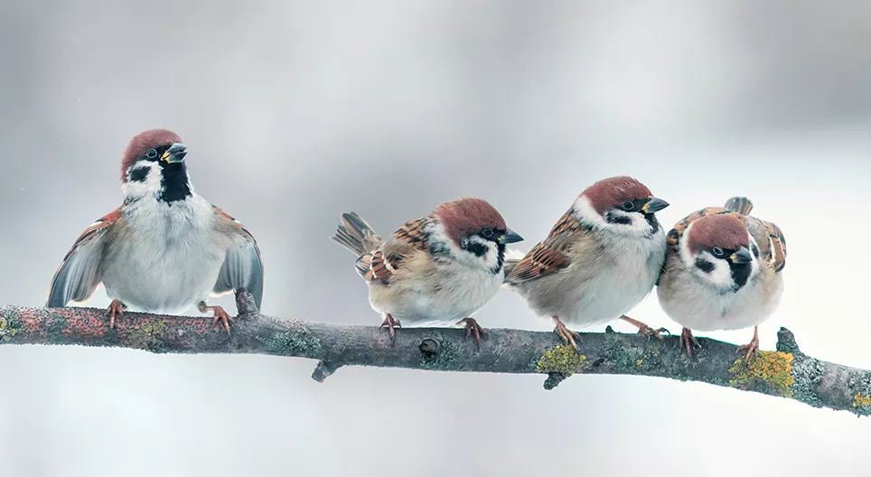 How do birds fly? Part 2