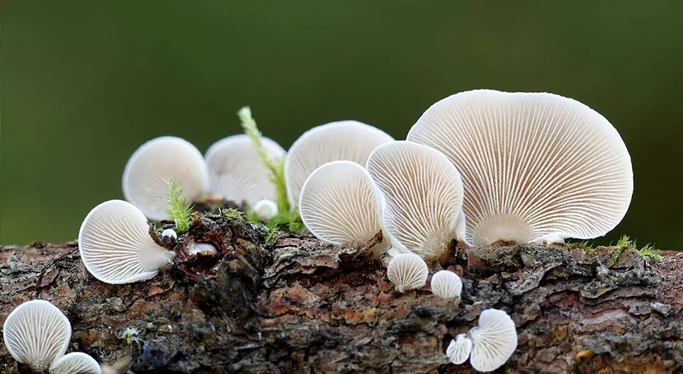 The secret world of fungi