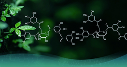 Η ανάπτυξη της οργανικής χημείας