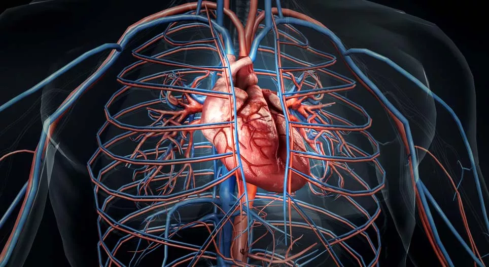 How does our heart beat?