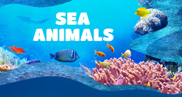 Sea Animals