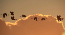 How do birds fly? Part 3