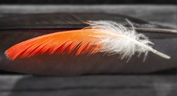 Which came first, the feather or the bird?