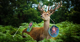 Jämförelse av celler hos växter och djur