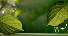 What is photosynthesis?