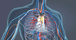 The engine of the human body