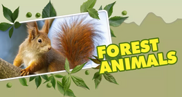 Forest Animals