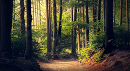 Är alla skogar likadana?