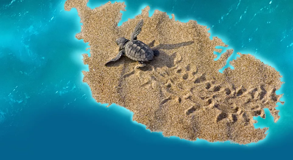 Explore the wildlife of Malta