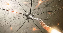 The autonomic nervous system