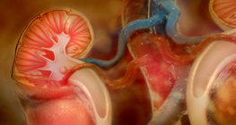 The genitourinary system