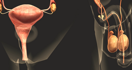 The reproductive system