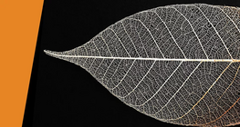 Leaf skeleton