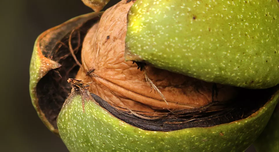 Plant een walnootboom voor je kleinkinderen.