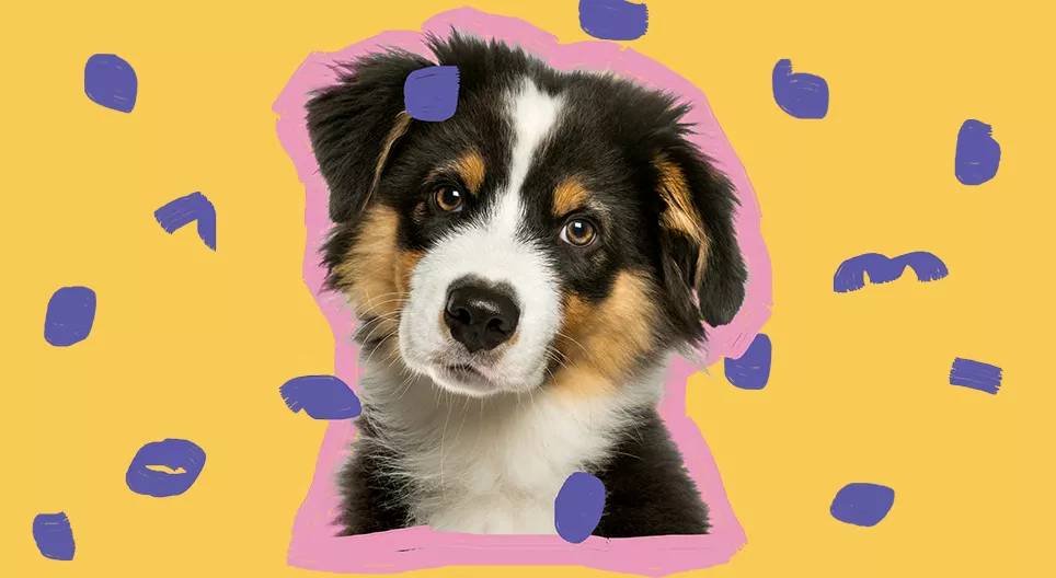 Wil jij graag een hond?