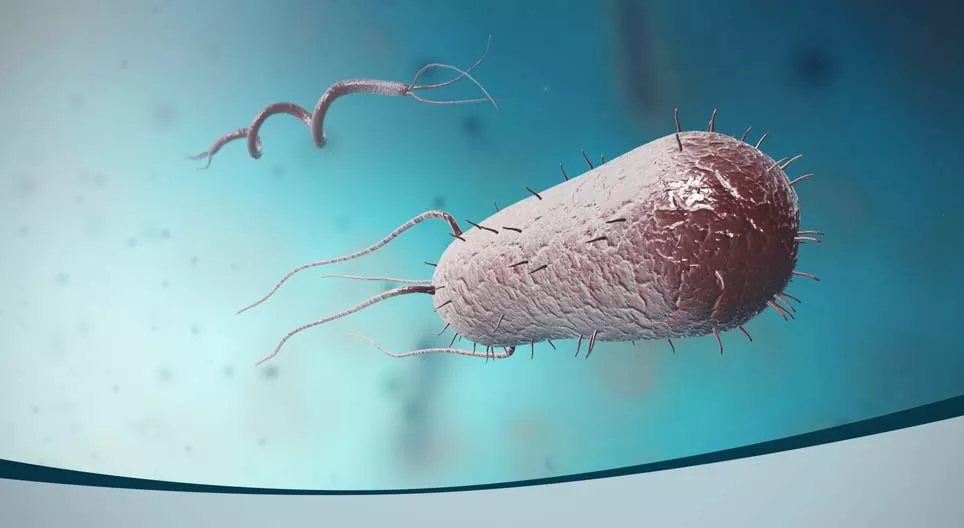 Hoe groot zijn bacteriën?