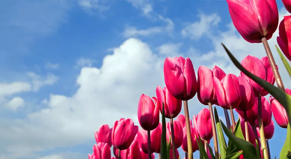 Heb je wel eens in een tulpenveld rondgelopen?