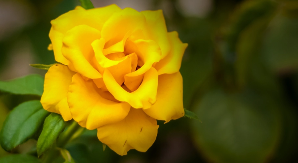 Bestaan er rozen zonder doornen?