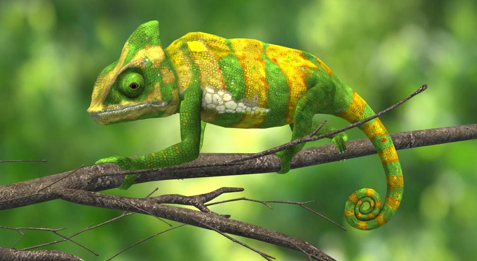 Jemenkameleon