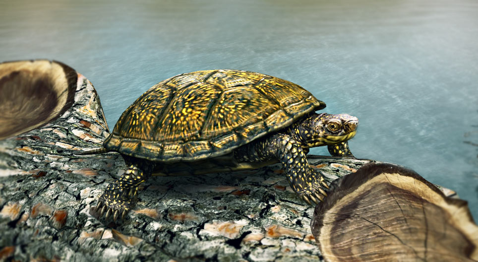 Europese moerasschildpad