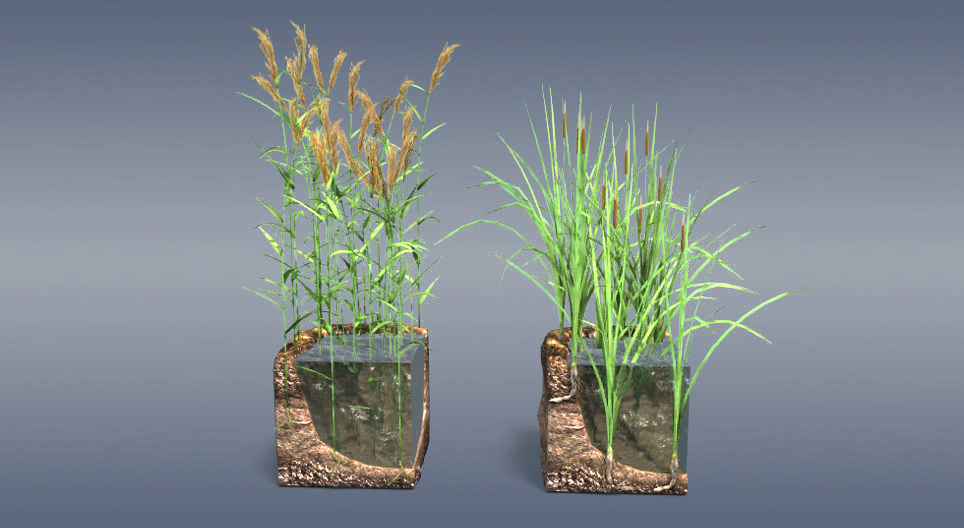 Riet en lisdodde