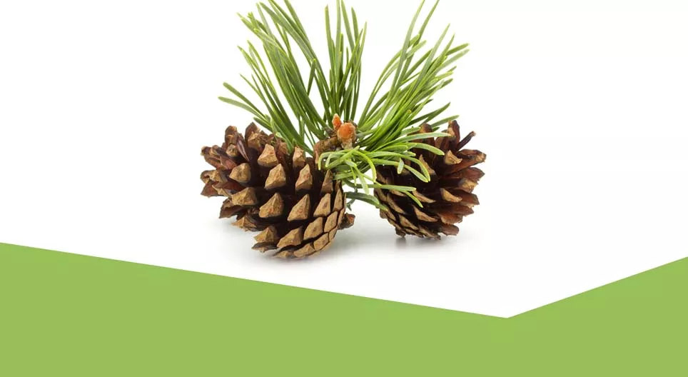 En verden av evergreens