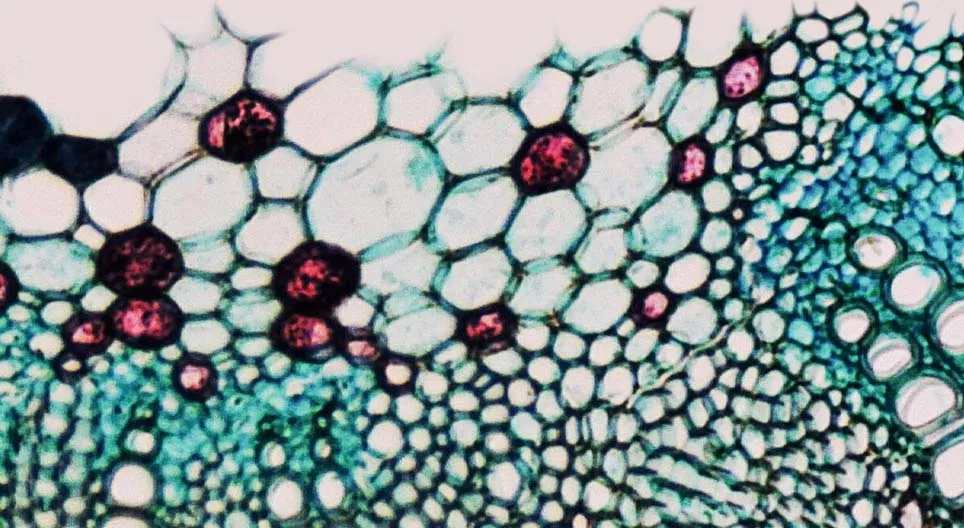 What are the characteristics of vascular plant tissues?