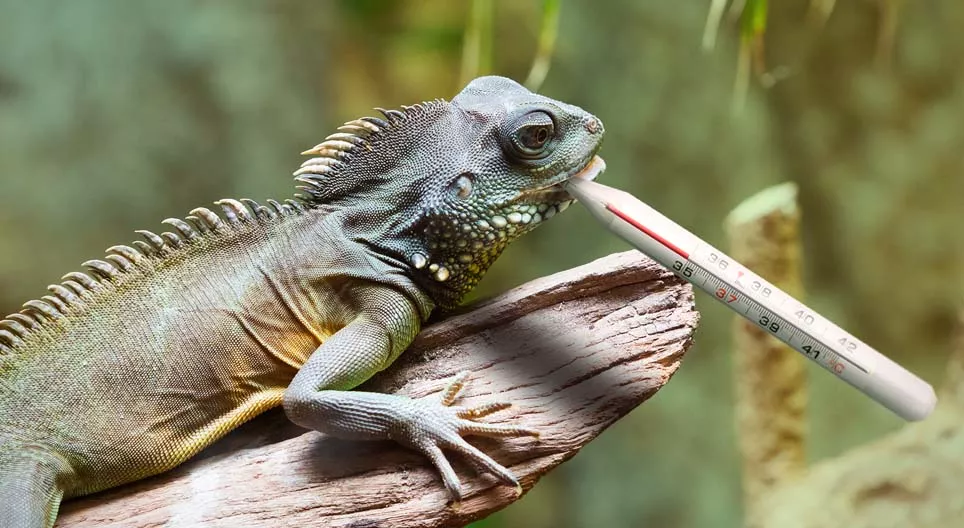 Blir reptilene noen gang kalde?