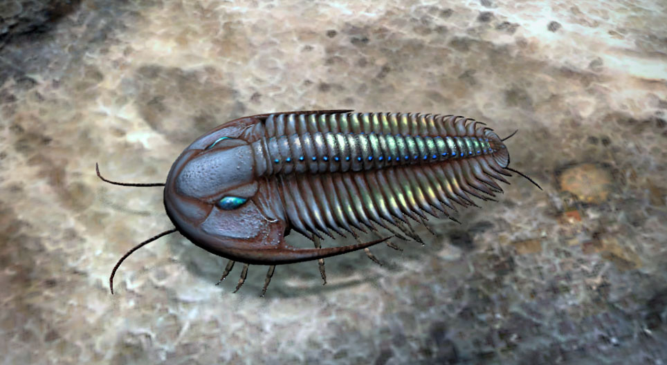 Trilobitter