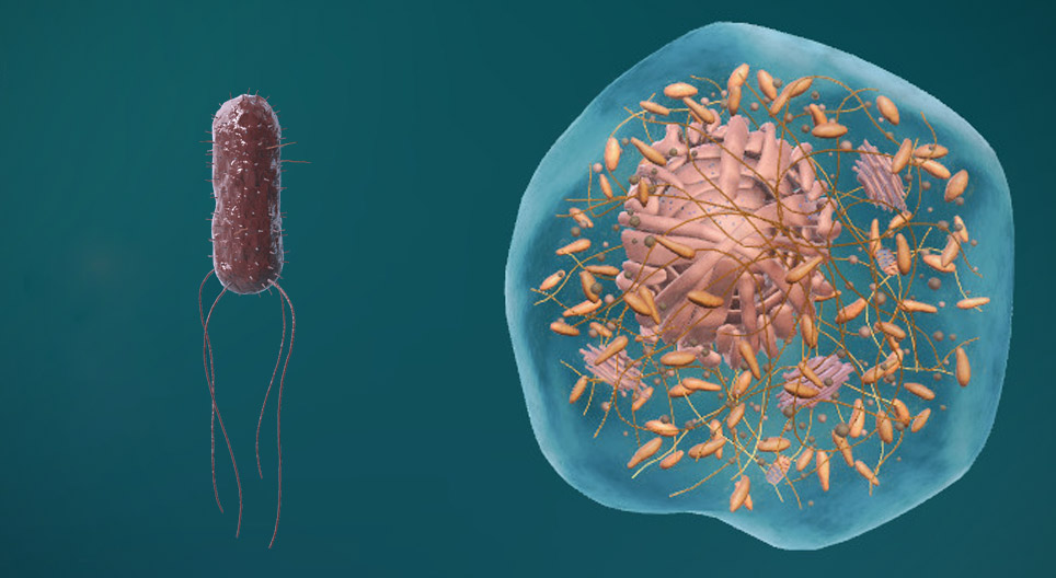 Strukturen til prokaryotiske og eukaryote celler