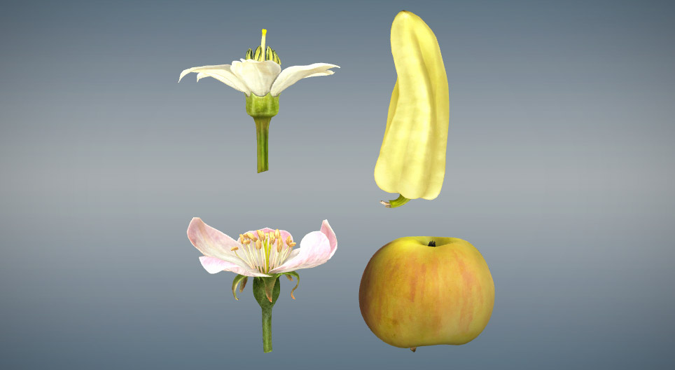 Sammenligning av ekte frukt og falsk-frukt