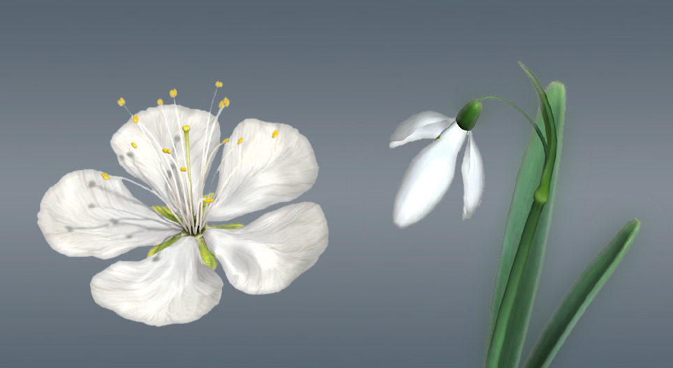 Blomstene hos dekkfrøede planter