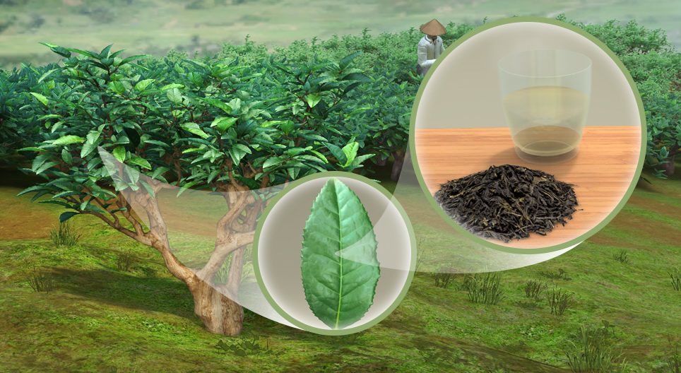 Herbata chińska (Camellia sinensis)