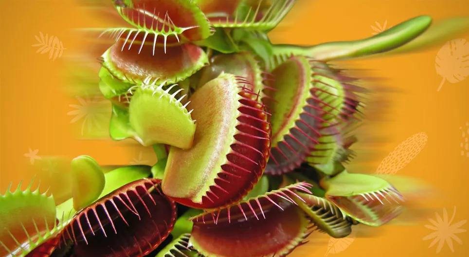 As plantas movem-se?