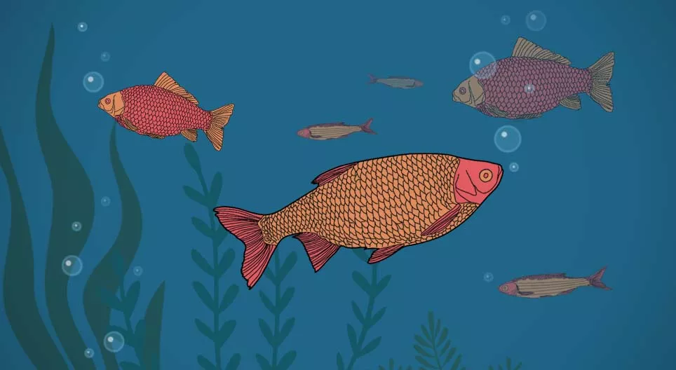 Os peixes bebem água?