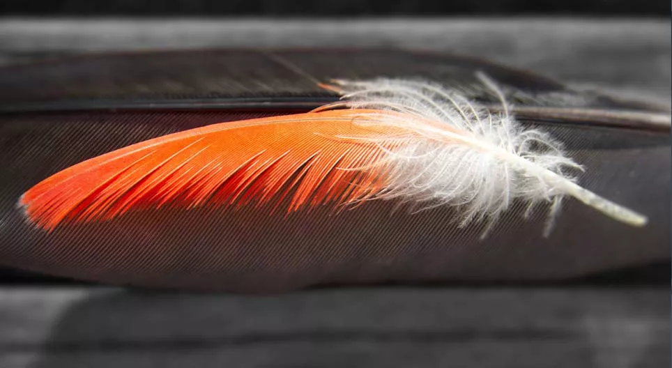 Qual veio primeiro, a pluma ou o pássaro?